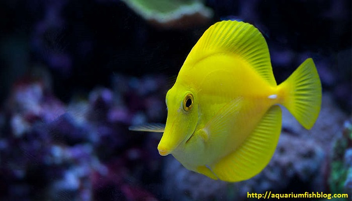 Yellow Tang - My Experiences