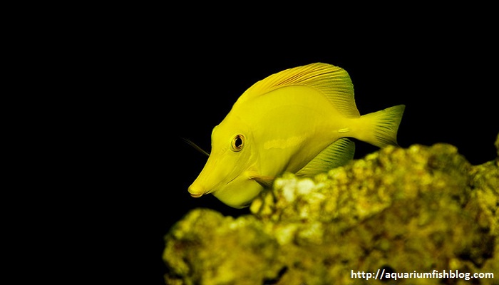 Yellow Tang - My Experiences