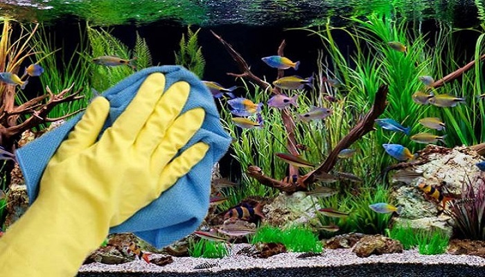 Be a Responsible Fish Keeper For Your Home Aquarium