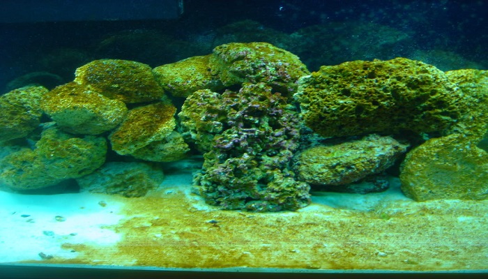 Aquarium Algae Problems - How can you fixing in your aquarium