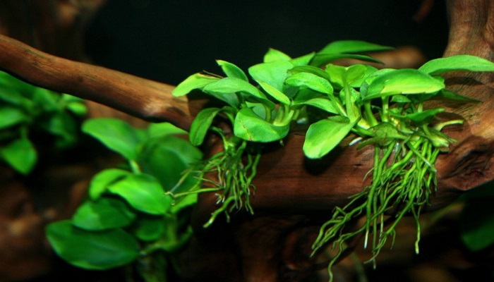 6 Best Freshwater Aquatic Plants for Freshwater Aquarium