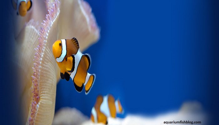 Marine fish: Marine Clownfish care and breeding method