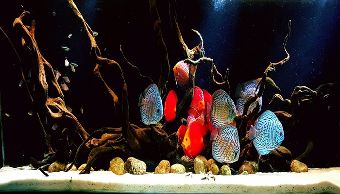 Keeping Discus Fish: How to care freshwater discus fish in your aquarium