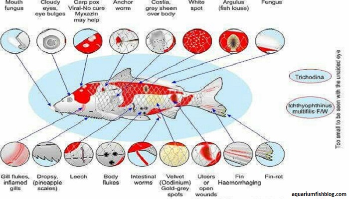 10 common aquarium fish diseases- How to treat your aquarium fish