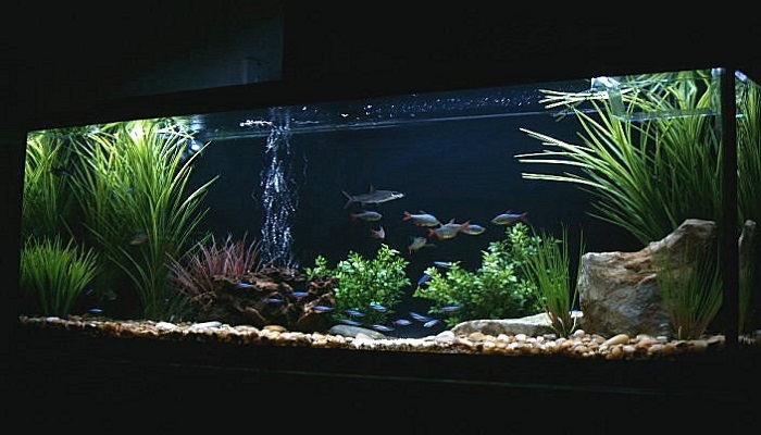 Tropical freshwater aquarium fish tank total care guide