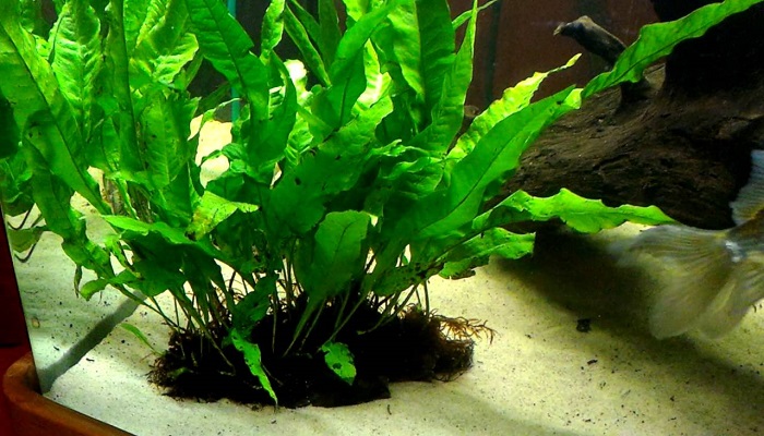 5 Best Freshwater Aquarium Plants Guide for Beginners