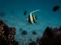 Moorish Idol Fish Care- Moorish Idol Marine Fish Facts