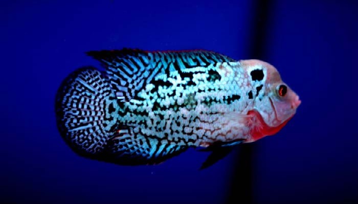 Flowerhorn fish care-Some tips to keep Flowerhorn fish