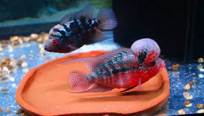 Flowerhorn fish care-Some tips to keep Flowerhorn fish