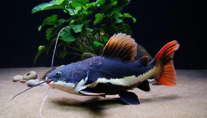 Red Tail Catfish Care: How to care red tail catfish in your home aquarium