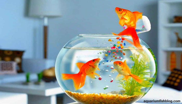 6 facts why your aquarium fish does not eat-You know that?