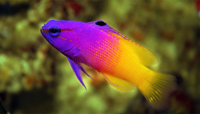 6 facts why your aquarium fish does not eat-You know that?