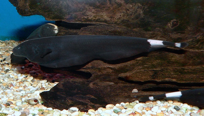 Black ghost knife fish care-Total care diet and breeding guide