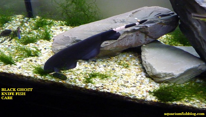 Black ghost knife fish care-Total care diet and breeding guide