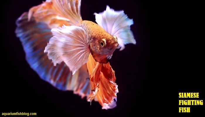 Siamese fighting fish care-Taking Care of a Fighter Fish