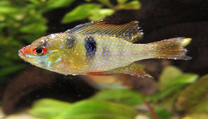 White spot disease-Symptoms of the white spot disease in aquarium fish