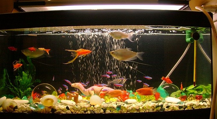 Aquarium Pump-How to choose the best aquarium pump?