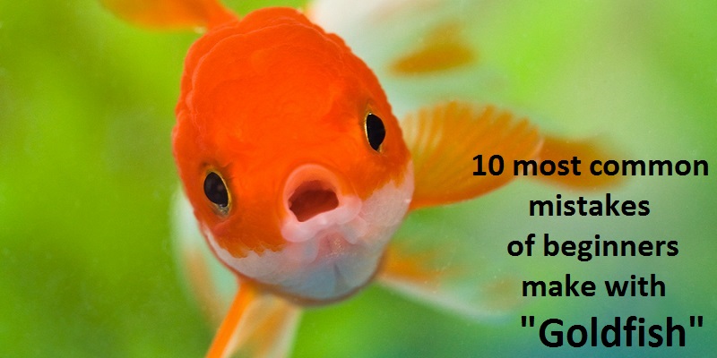 mistakes of beginners make with goldfish