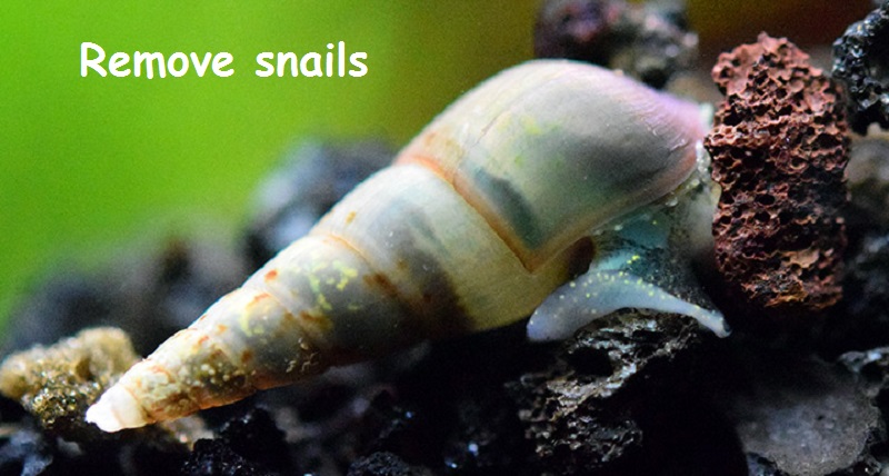 aquarium snails