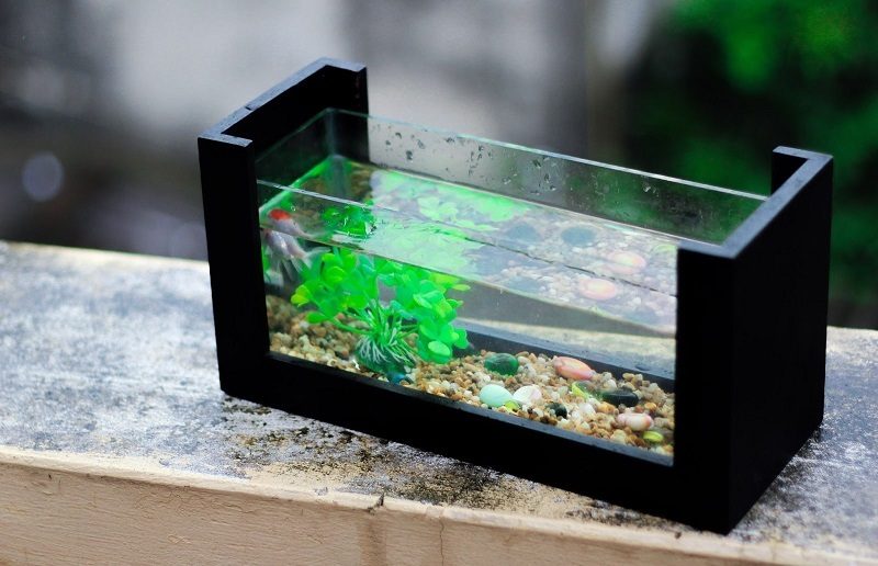 nano fish tank