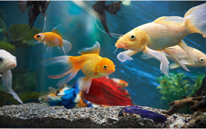 aquarium fishes