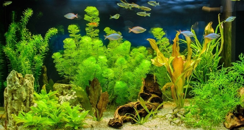 Types of Aquarium Plants: Background Plants