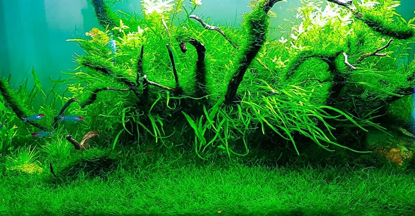 Types of Aquarium Plants: Mosses and Ferns