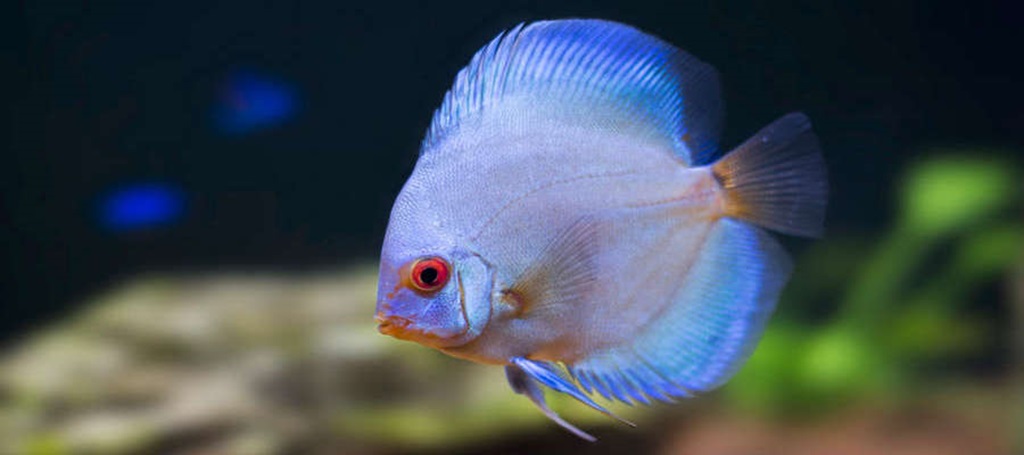 Blue Discus Fish