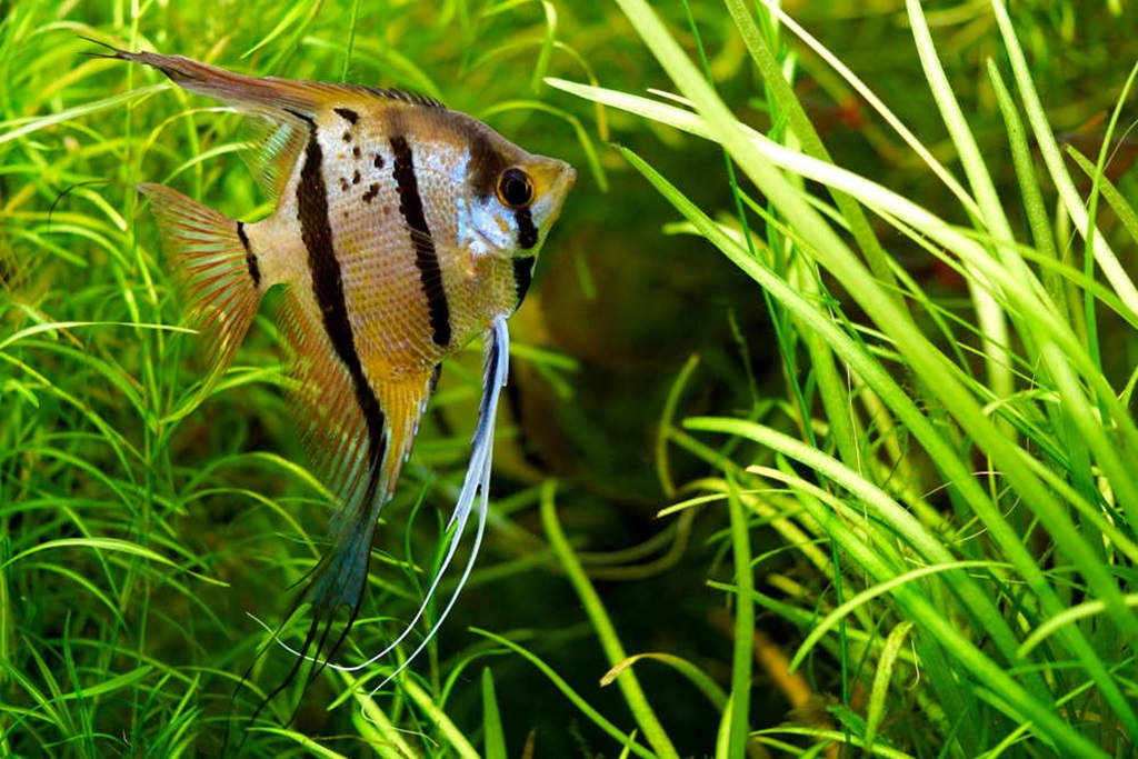 Angelfish: Fresh Water Fish for Aquariums