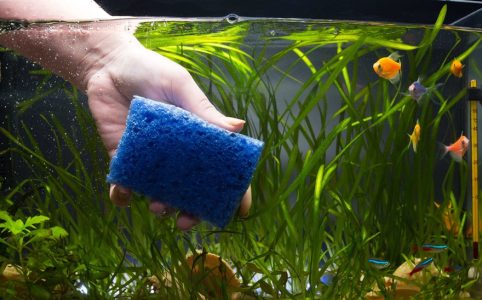 How to Clean a Freshwater Fish Tank