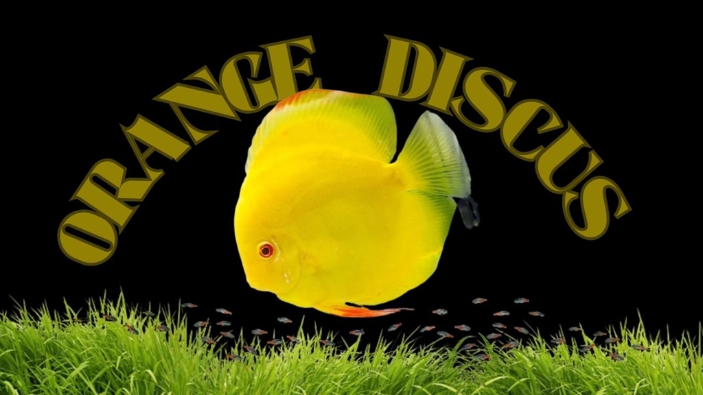 Orange Discus Fish Care