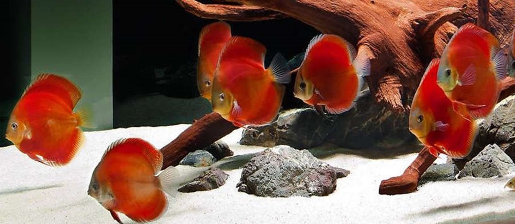 Red Discus Fish Behavior And Social Structure