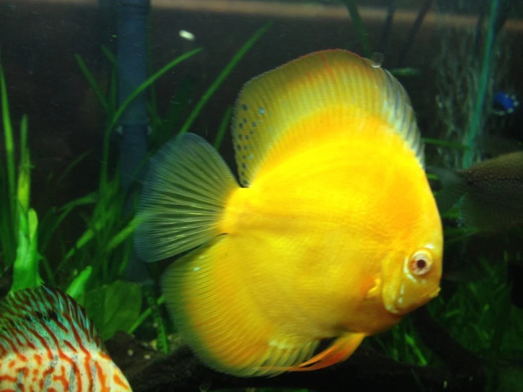 Challenges Of Keeping Discus Fish