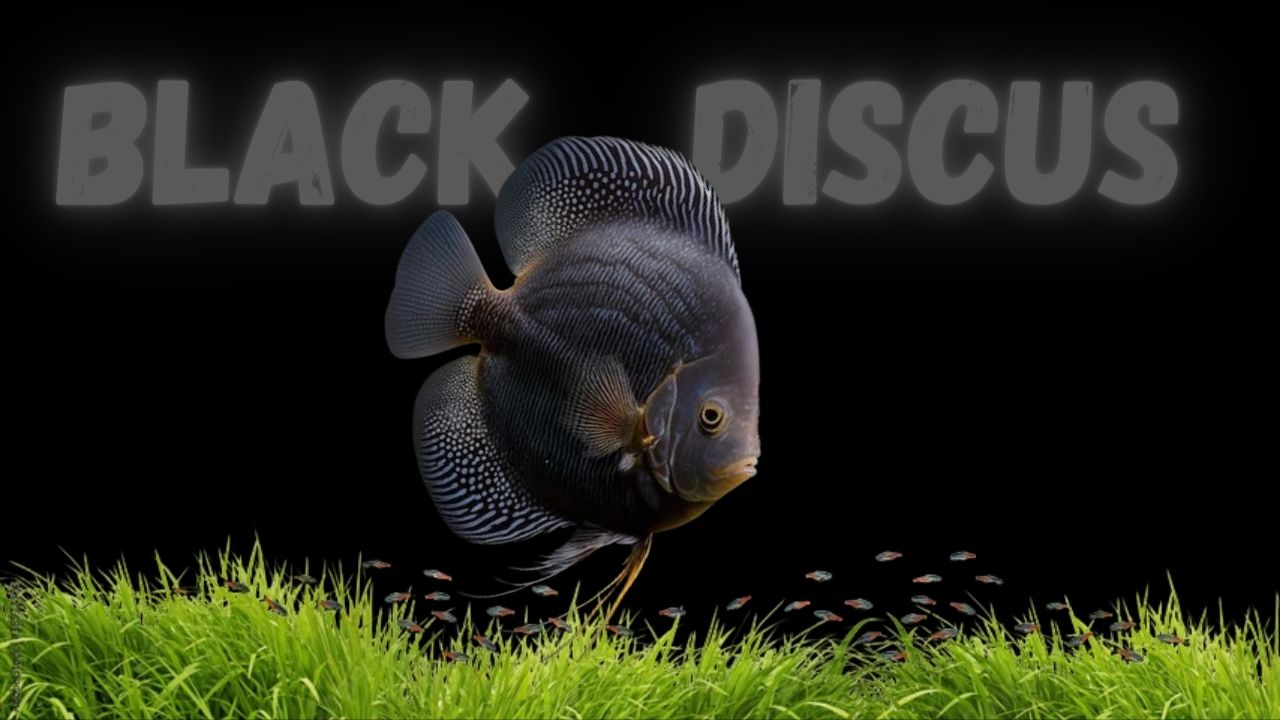 Black Discus Fish