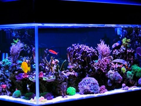 What is the best filter for a saltwater tank?