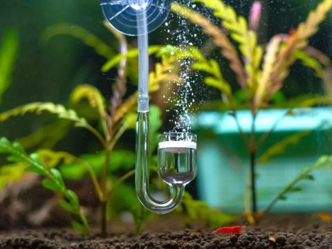Is CO2 really necessary for a planted aquarium?
