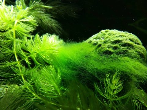 How do I reduce algae in my aquarium?