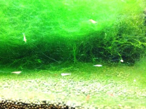 How do I clean algae out of my aquarium?